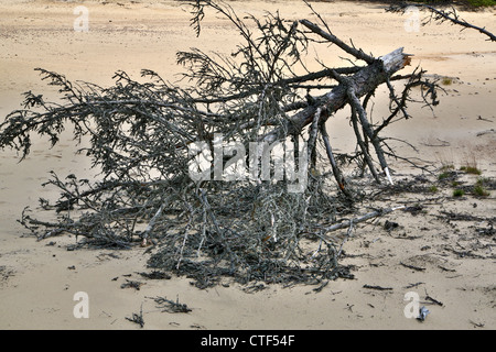 Dry and broken treetop is laying on beach Stock Photo