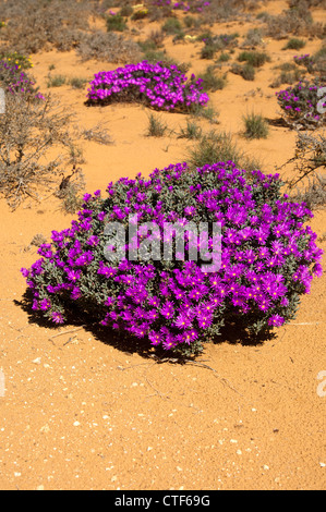Cushion of Rosae Ice Plant, Drosanthemum hispidum, Namaqualand, South Africa Stock Photo