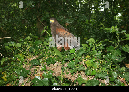Female Harris Hawk (Parabuteo unicinctus) perched on a fallen tree trunk. Stock Photo