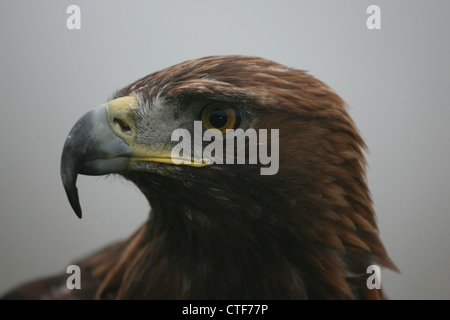 Head shot of a Golden Eagle (Aquila chrysaetos) Stock Photo