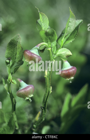 BILBERRY Vaccinium myrtillus (Ericaceae) Stock Photo