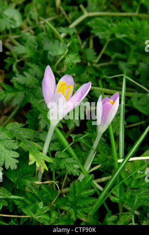 SPRING CROCUS Crocus vernus (Iridaceae) Stock Photo