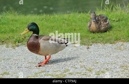 Couple of mallard ducks, female lying on the grass and male walking in gront of her on a path, next to a lake Stock Photo