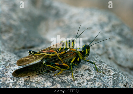 A mating pair of Large Painted Locusts (Schistocerca melanocera) on a volcanic rock on Santa Fe Island, Galapagos Islands. Stock Photo