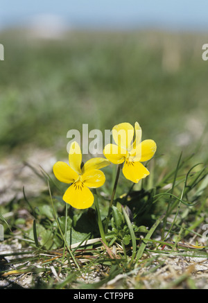 Dune Pansy Viola tricolor ssp. curtisii Stock Photo
