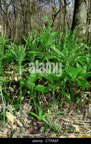 DOG’S MERCURY Mercurialis perennis (Euphorbiaceae) Stock Photo