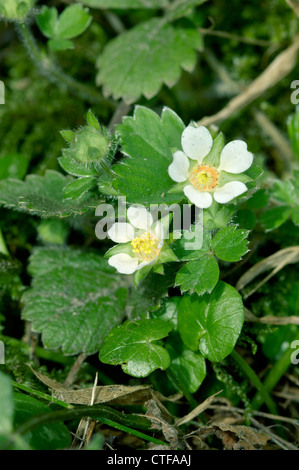 BARREN STRAWBERRY Potentilla sterilis (Rosaceae) Stock Photo