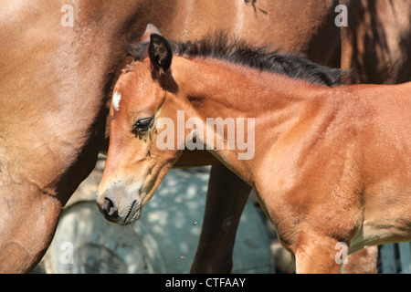 Brown foal standing next to the mare leg Stock Photo