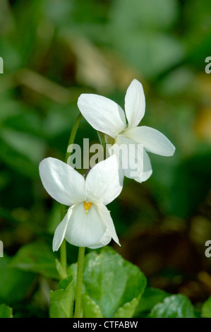 SWEET VIOLET Viola odorata (Violaceae) Stock Photo