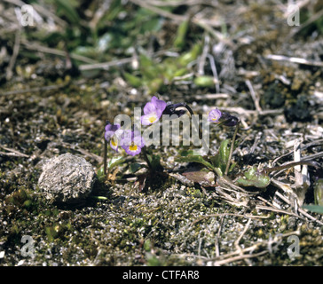 DWARF PANSY Viola kitaibeliana Stock Photo