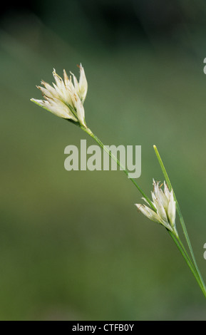 WHITE BEAK-SEDGE Rhynchospora alba (Cyperaceae) Stock Photo