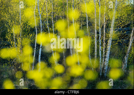 Spring birch trees as seen through out of focus birch leaves, Greater Sudbury, Ontario, Canada Stock Photo
