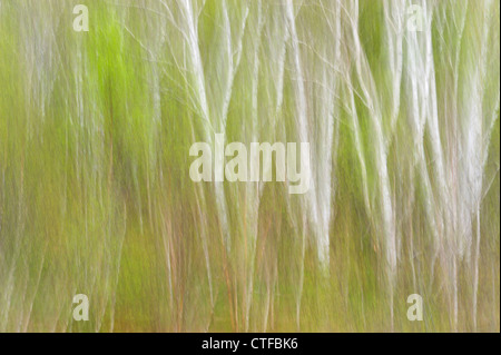 Spring birch trees (Camera movement), Greater Sudbury, Ontario, Canada Stock Photo