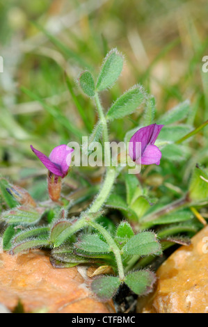 SPRING VETCH Vicia lathyroides (Fabaceae) Stock Photo