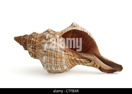 Closeup of a striped and spiral seashell. Stock Photo