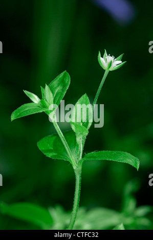 THREE-NERVED SANDWORT Moehringia trinervia (Caryophyllaceae) Stock Photo