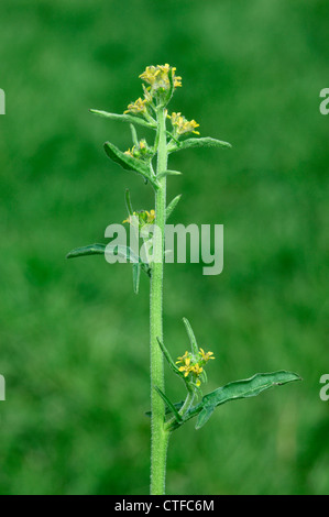 HEDGE MUSTARD Sisymbrium officinale (Brassicaceae) Stock Photo