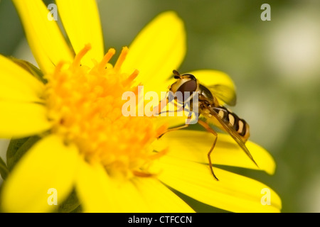 Hover-fly on yellow flower Stock Photo