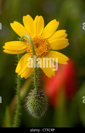 Corn Marigold (Chrysanthemum segetum)with a poppy bud drapped over it and a common red poppy( Papaver rhoeas) in the background. Stock Photo