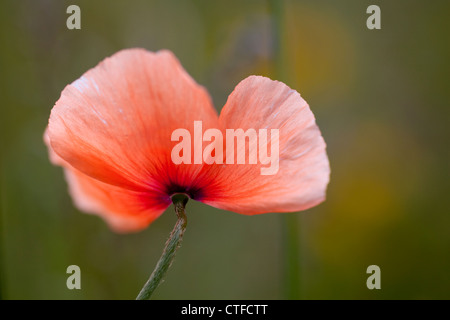 A Long-Headed Poppy (Papaver dubium) with a dreamy background palette of Corn Marigold, Forget-me-nots and greenery. Stock Photo