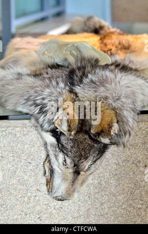 A gray wolf fur in display. Denali National Park and Wildness Preserve. Alaska, USA. Stock Photo