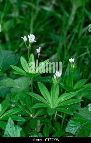 WOODRUFF Galium odoratum (Rubiaceae) Stock Photo