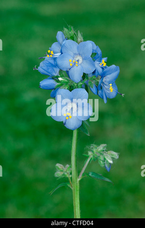 JACOB’S-LADDER Polemonium caeruleum (Polemoniaceae) Stock Photo