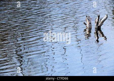 Tree reflections in beaver pond, Greater Sudbury , Ontario, Canada Stock Photo