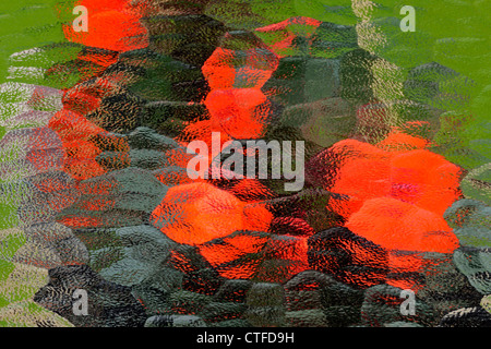 Petunias as seen through a textured glass surface, Wanup, Ontario, Canada Stock Photo