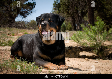 Rottweiler lying down Stock Photo