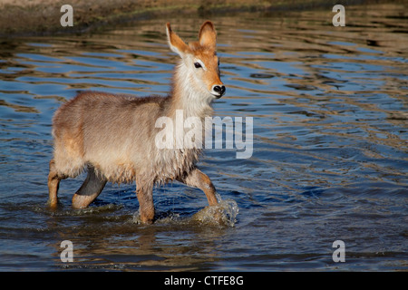 Young waterbuck (Kobus ellipsiprymnus) walking in shallow water, South Africa Stock Photo