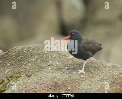 American Black Oystercatcher (Haematopus bachmani) on a rock in Monterey Bay Stock Photo