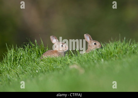 Rabbit Kits peeking out from the entrance of the burrow, Fairlight, Sussex, UK Stock Photo
