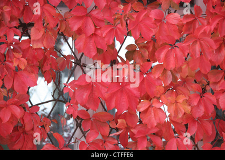 Autumn leaves, Italy Stock Photo