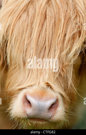 Vertical close up of highland cow head with hair over face Stock Photo