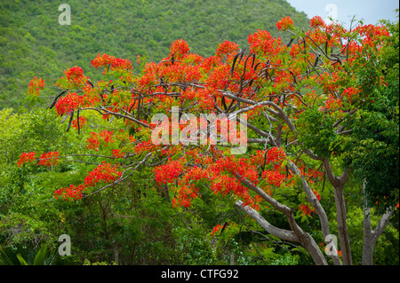 Flamboyant tree also known as a flame tree.  Delonix regia is a species of flowering plant in the family Fabaceae Stock Photo