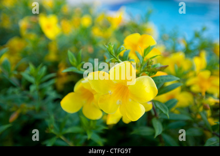 Allamanda, also known as Yellow Bell, Golden Trumpet or Buttercup Flower,  belonging to the dogbane family (Apocynaceae) Stock Photo