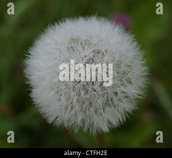 Close up of a seeded dandelion head covered in dew.  Photographed at Haugh, Bradford on Avon, Wiltshire, UK Stock Photo
