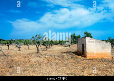 Typical Spanish olive grove Stock Photo