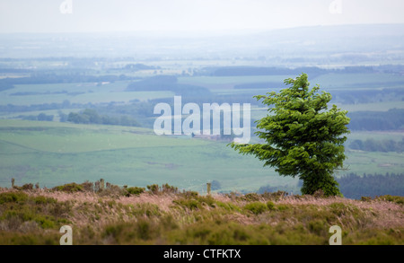 A wind swept tree on the tops of the Simonside Hills near Rothbury, Northumberland, England, UK Stock Photo