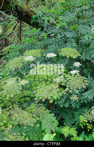 Giant Hogweed Heracleum mantegazzianum growing in the UK, Europe Stock Photo