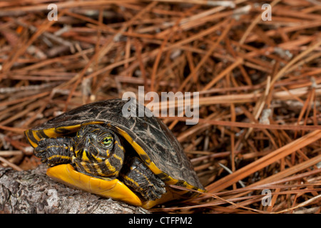 Yellow-bellied slider turtle (Trachemys scripta scripta) Stock Photo