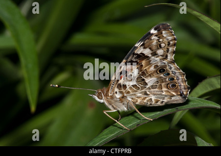 Common Buckeye  (Junonia coenia) butterfly Stock Photo