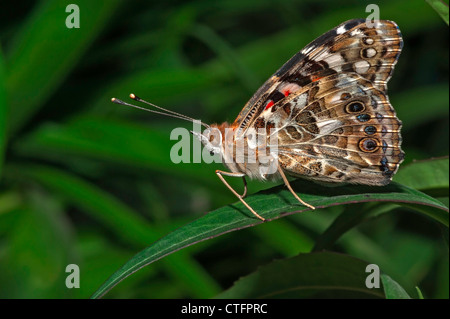 Blue Common Buckeye Butterfly Junonia Coenia Stock Photo - Alamy