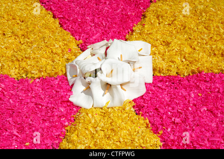 Flower carpets made from artificially colored wood shavings and calla lilies. Azores islands, Portugal Stock Photo