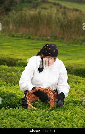 Elderly woman picking tea leaves in Porto Formoso tea gardens. Sao Miguel island, Azores, Portugal. Stock Photo