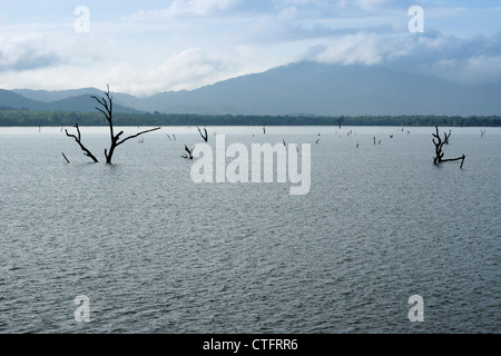 Dead trees in Lake Kandalama, Sri Lanka Stock Photo