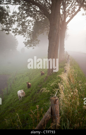 The Netherlands, Zuid Beemster, Beemster Polder, Trees and road on dike, which encircles the polder. Sheep. Stock Photo