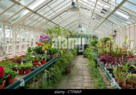 victorian greenhouse and plants, norfolk, england Stock Photo
