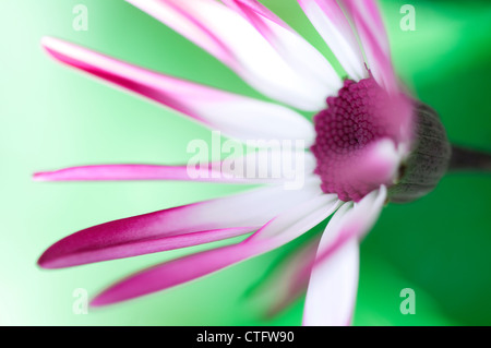 senetti flower in english garden Stock Photo